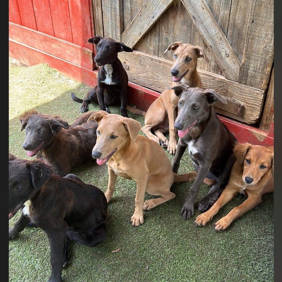 Meet your Posher, Elizabeth - Picture 12 of 13